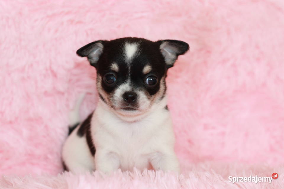 Chihuahua suczka ZKwP FCI zachodniopomorskie Świnoujście