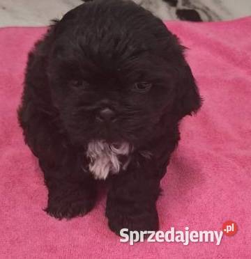 Szczeniaczki Shih tzu wielkopolskie Łaziska