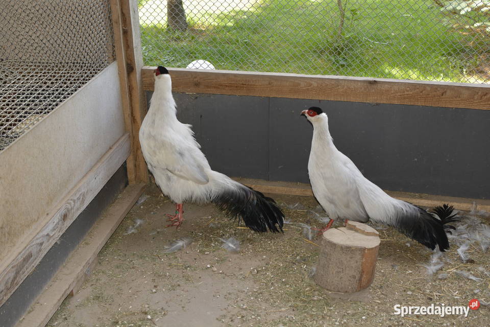Bażanty uszaki białe Rzeszów