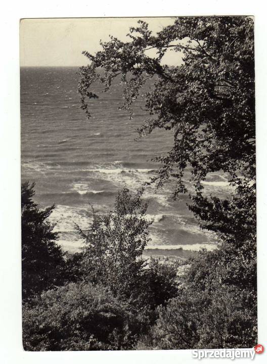 ROZEWIE POCZTÓWKA CZARNO BIAŁA Pocztówki i karty telefoniczne Krynki