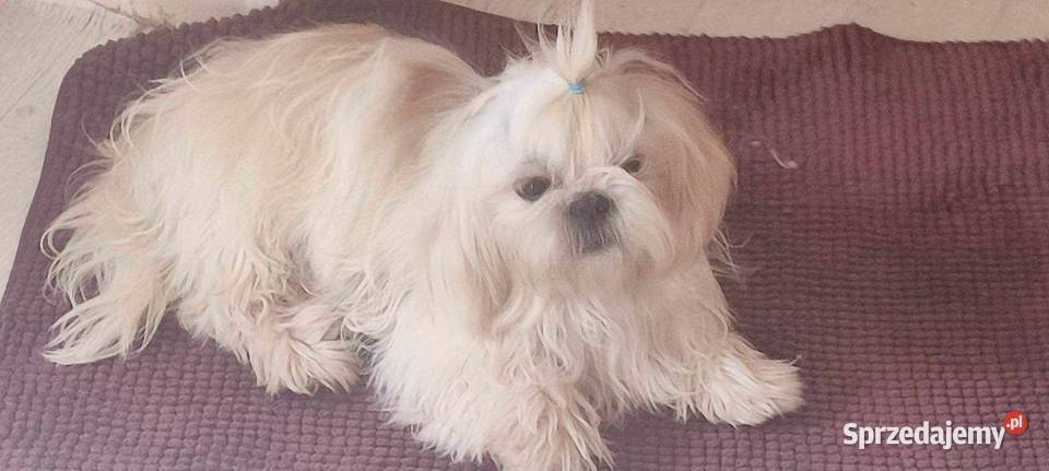 SHIH TZU UNIKATOWE BIAŁE Z KOMPLETEM SZCZEPIEŃ Świebodzice