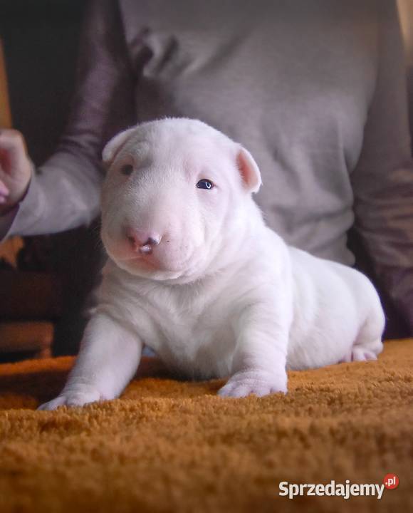 Bulterier Standard Samiec FCI Zwierzęta pomorskie Swarzewo