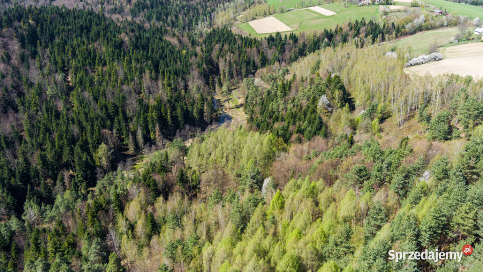 Na sprzedaż pastwisko zalesione w Jastrzębi małopolskie Jastrzębia