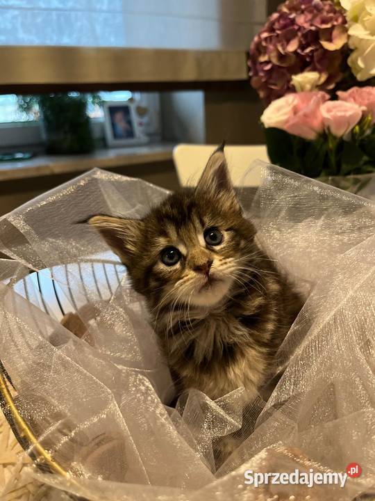Maine Coon kocięta Kalisz