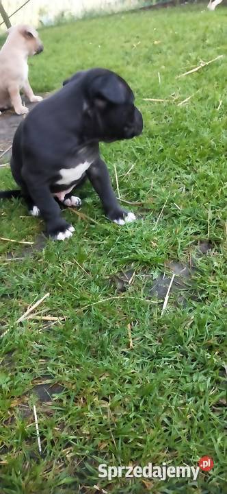 Piesek Pitbull Częstochowa