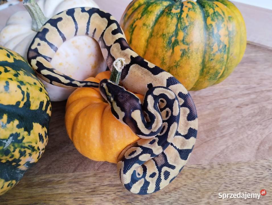 Pyton królewski węże wąż pytony królewskie Olsztyn