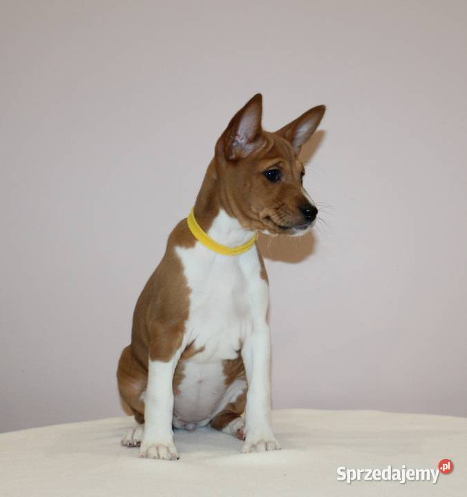 Szczenięta Basenji FCI Piotrków Kujawski sprzedam