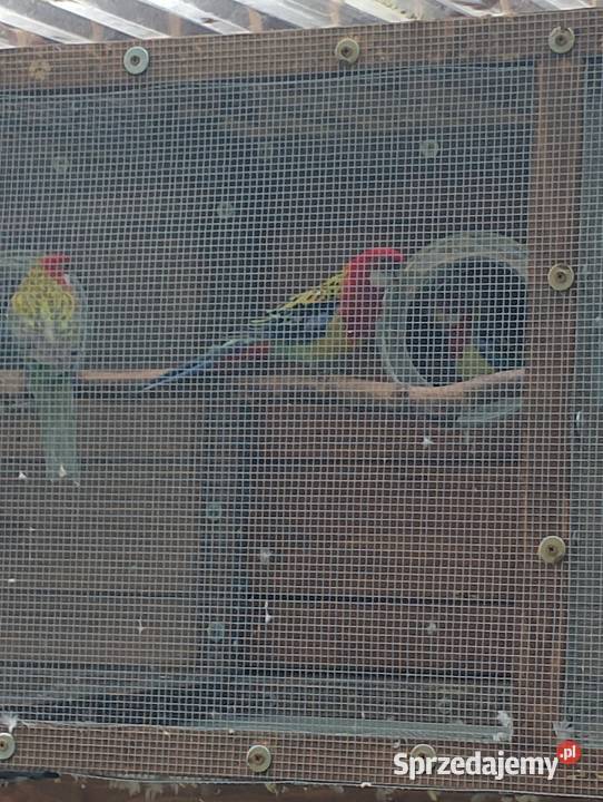 Rozella białolica Jastrzębia