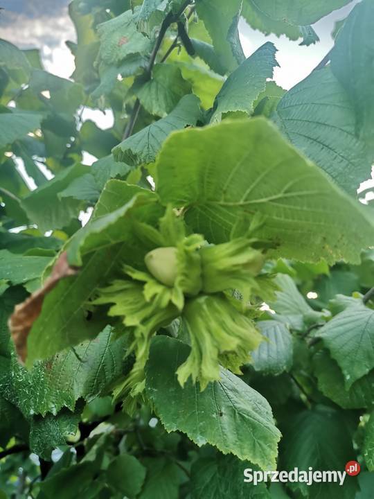Orzechy laskowe tegoroczne świętokrzyskie Sandomierz sprzedam