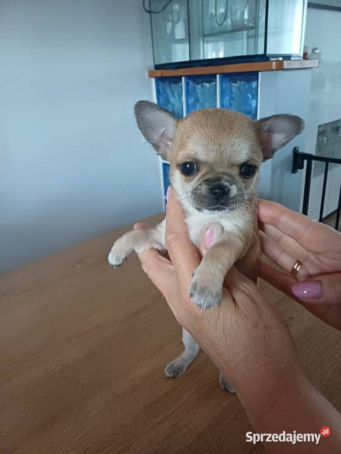 Chihuahua XSS Przepiękna Beżowa łódzkie Zgierz