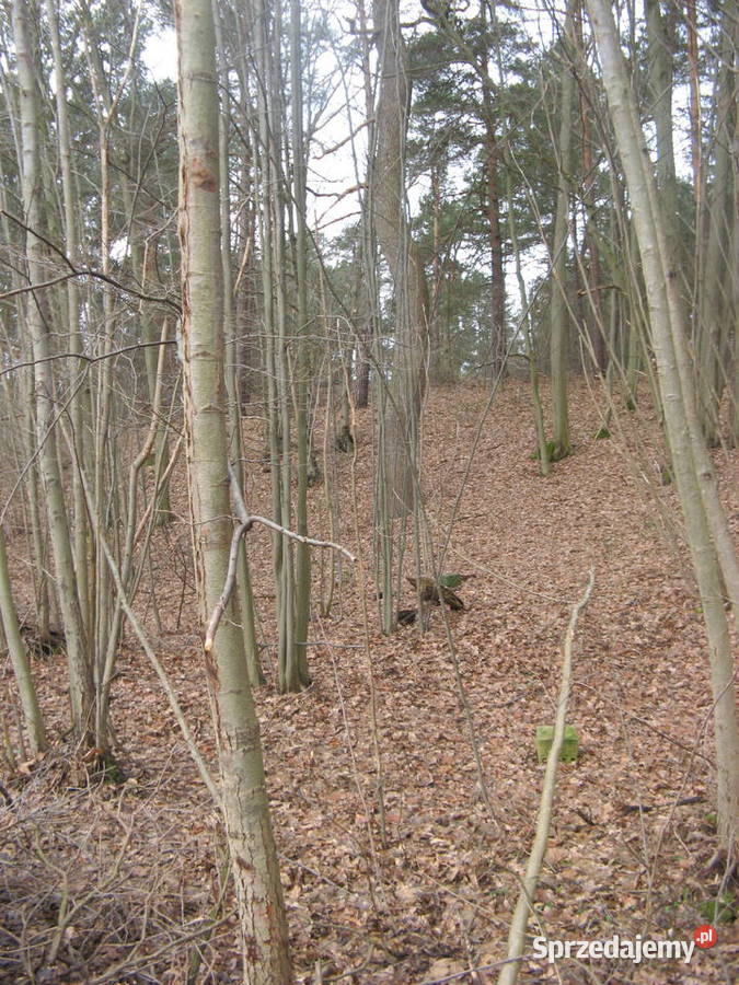 Dęby do ścięcia 58 Opoczno