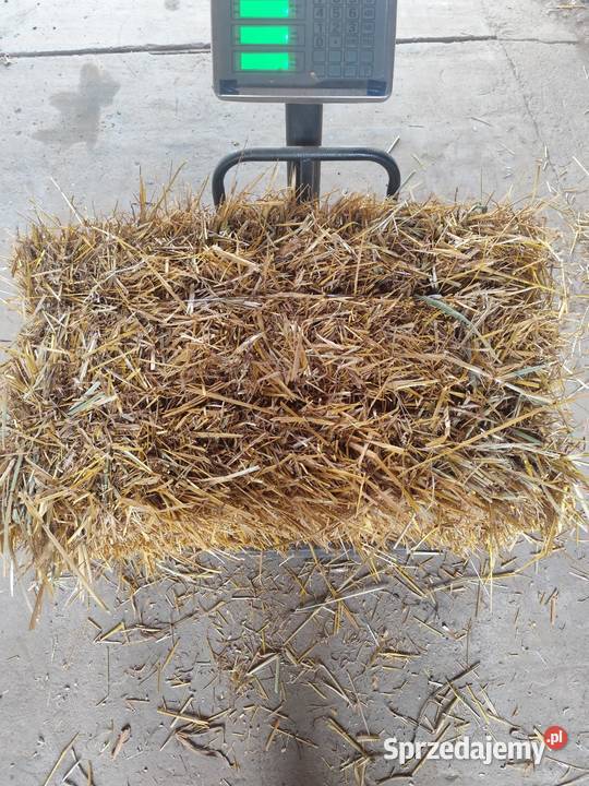 Słoma owsiana sprzedam