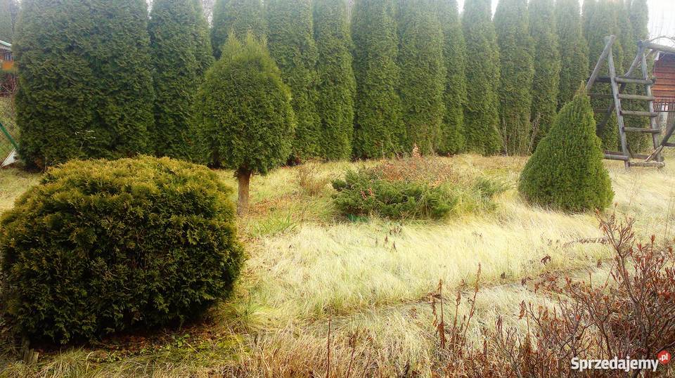 sprzedam działkę ROD Szczaki