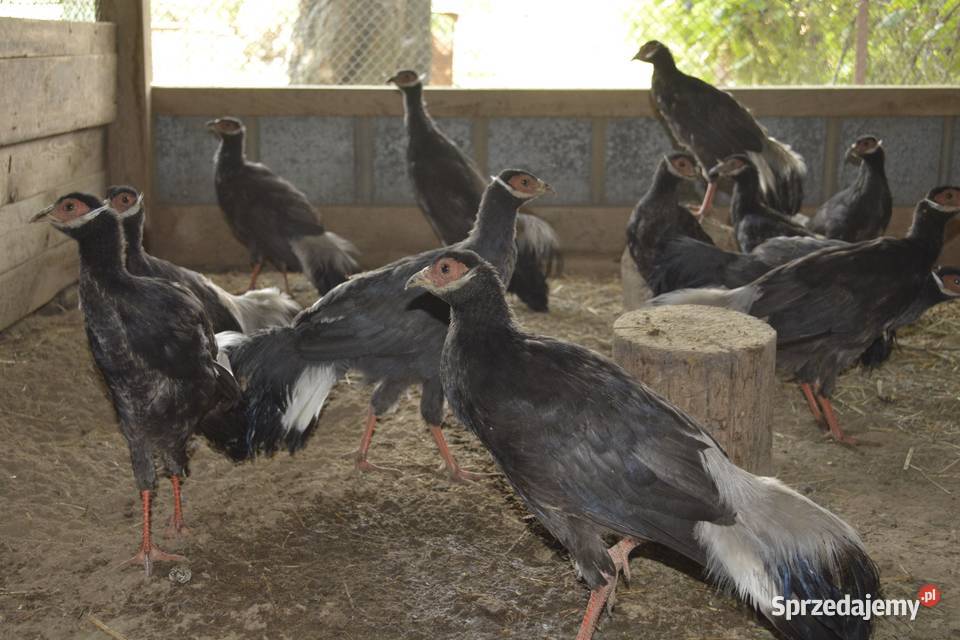 Bażanty uszaki brunatne Zwierzęta Rzeszów