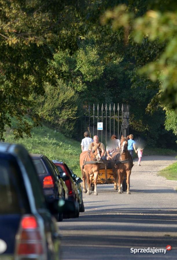 parę zaprzęgową koniekoń konie konia