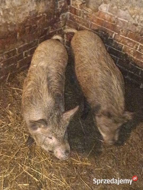 Świnio dziki swinki Bobrowa