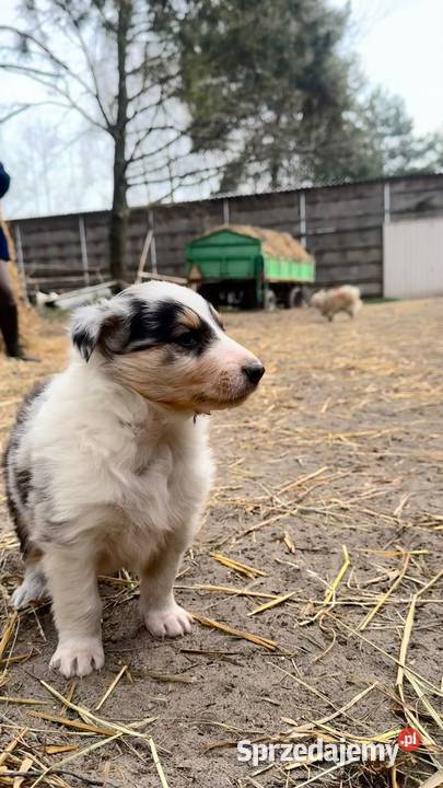 Owczarek szkocki collie Zakrzewo