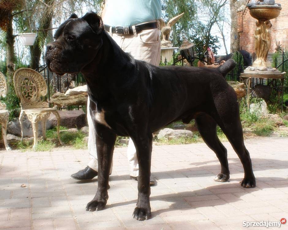 Błękitne pieski Cane Corso Hodowla RISU DIABOLUS podkarpackie Krosno
