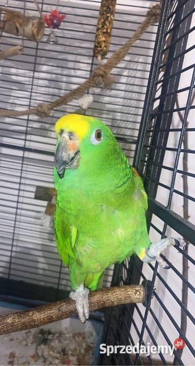 Sprzedam papugę amazonkę żółtogłową Trzebnica