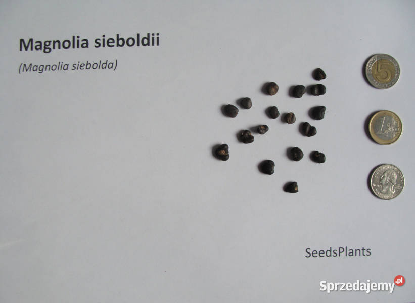 MAGNOLIA SIEBOLDA Magnolia sieboldii NASIONA 60 kujawsko-pomorskie Lubanie sprzedam