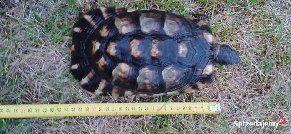 Żółw obrzeżony Testudo marginata żółw obrzeżony Kielce