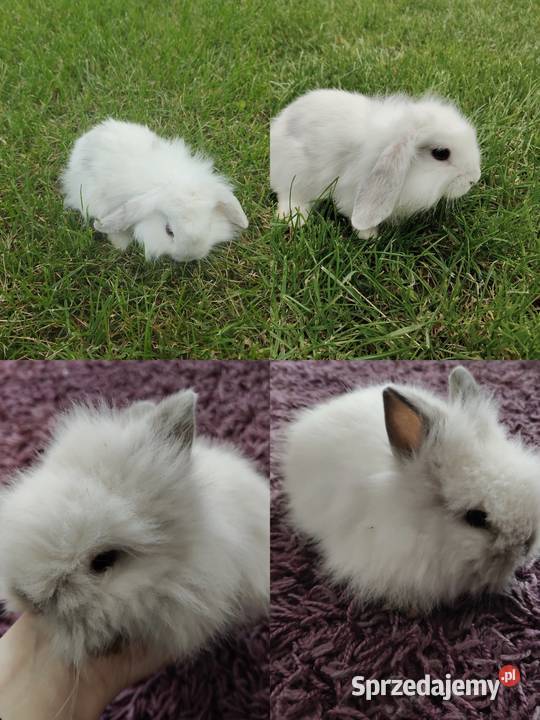 Królik miniaturka karzelek Teddy i mini lop Białystok