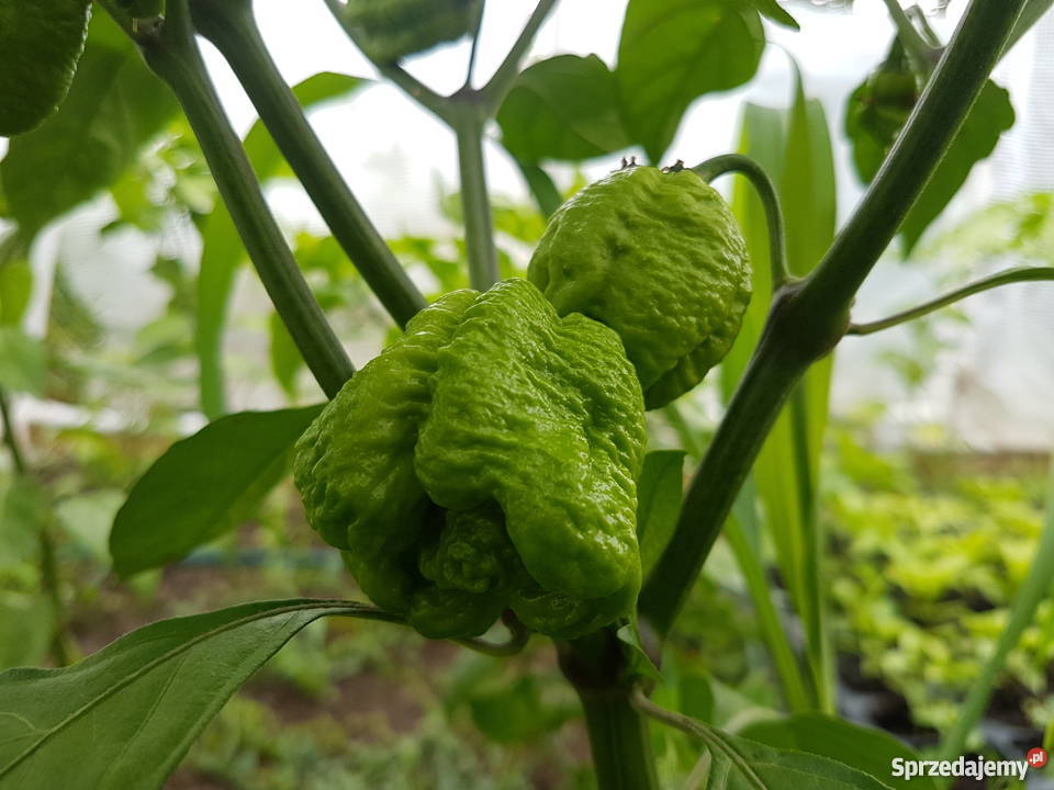 Sadzonki chili Carolina Reaper Rośliny Dom i Ogród Lublin