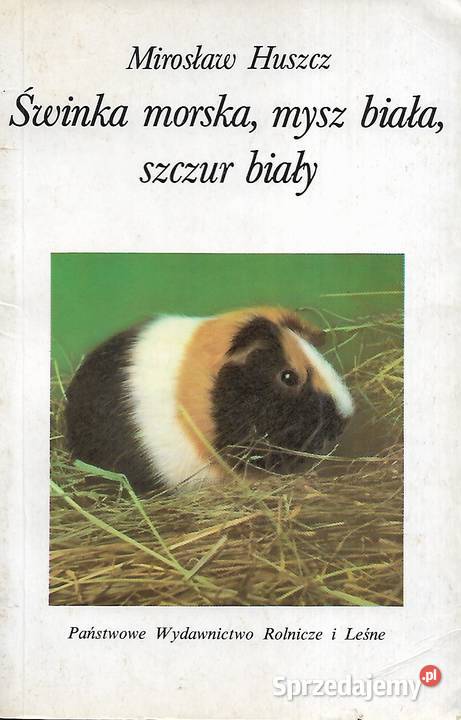 Świnka morskamysz biała szczur białyM Huszcz Puławy