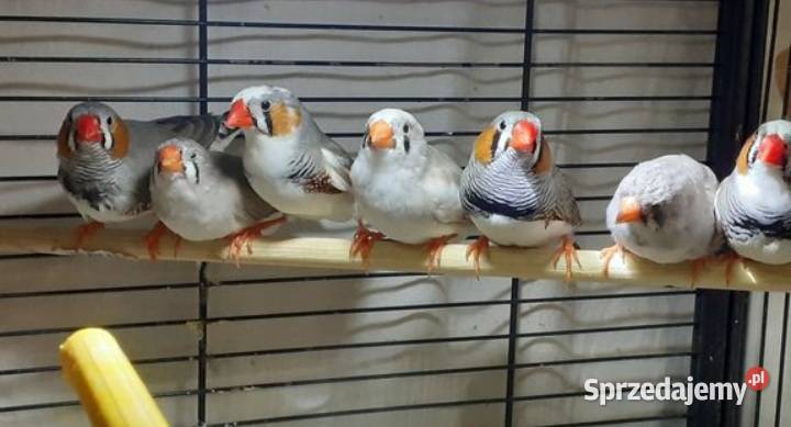 Zeberki samce i samice młode