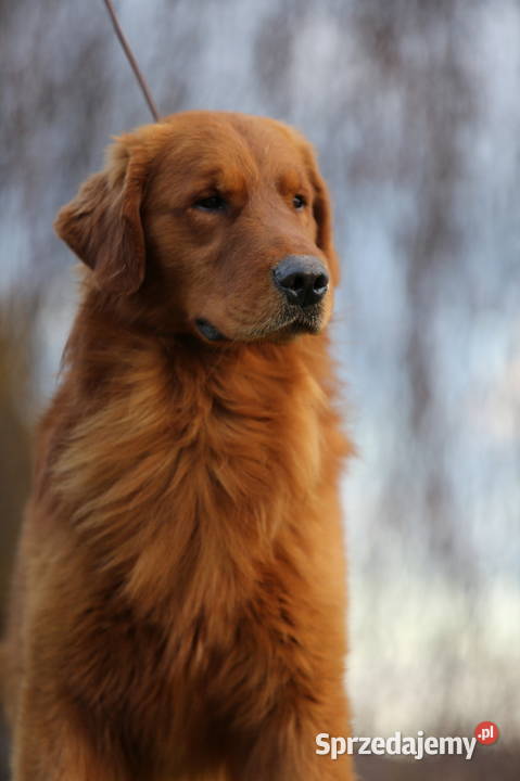 GOLDEN RETRIEVERtyp amerykański ZKwPFCI mniejsze Wrocław