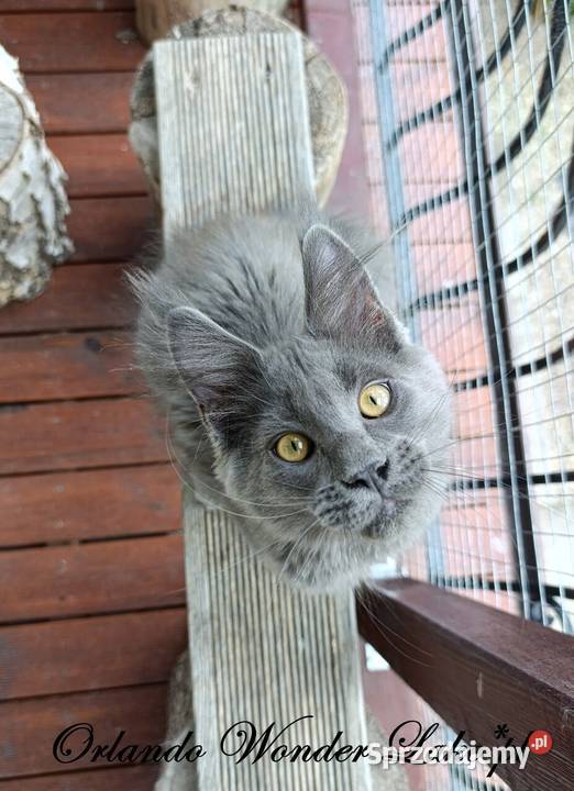 Niebieski Maine Coon FPL Gdańsk