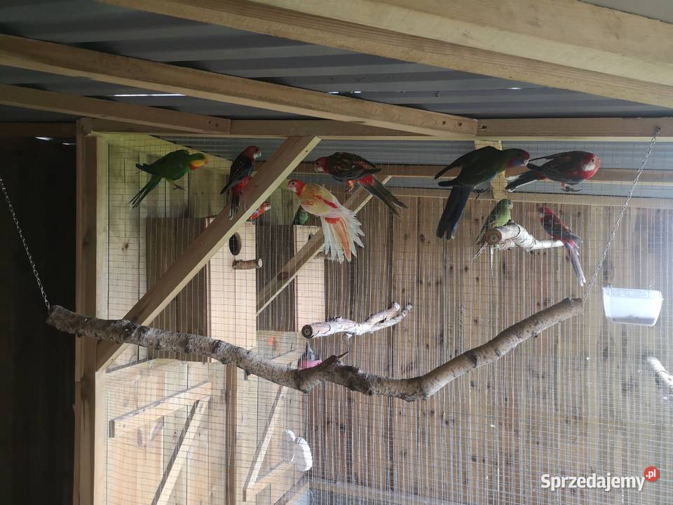 Rozella rozelle królewska bialolicq Lubosz