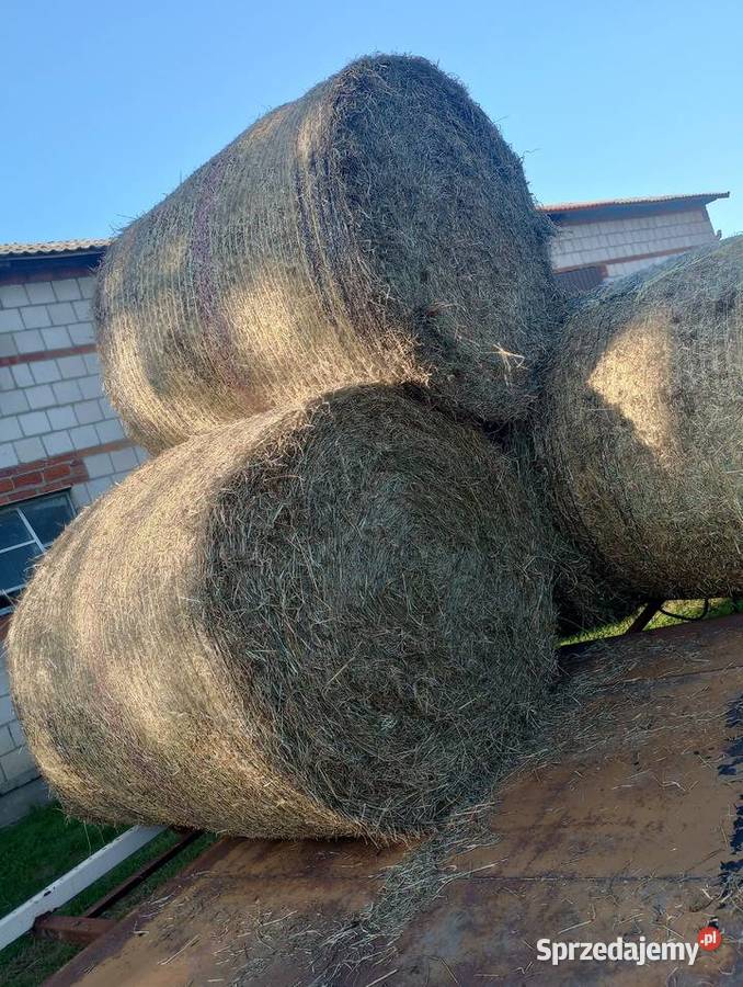 Siano pierwszy i drugi pokos Karmy i pasze łódzkie Ozorków