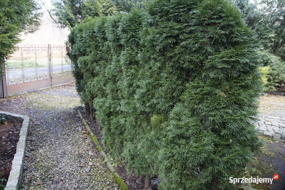 Tuje kilkuletnie Rośliny sprzedam