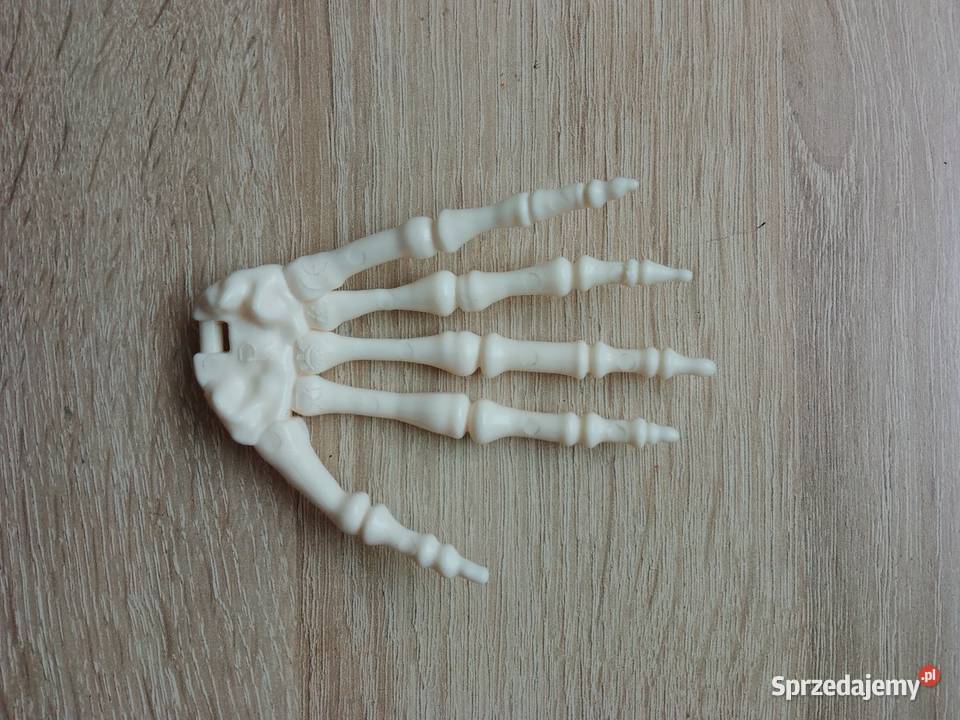 Prawa dłoń kostek szkielet ciało człowieka małopolskie Chrzanów