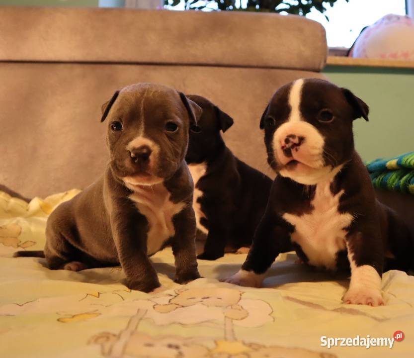 American Staffordsihre Terrier szczeniak