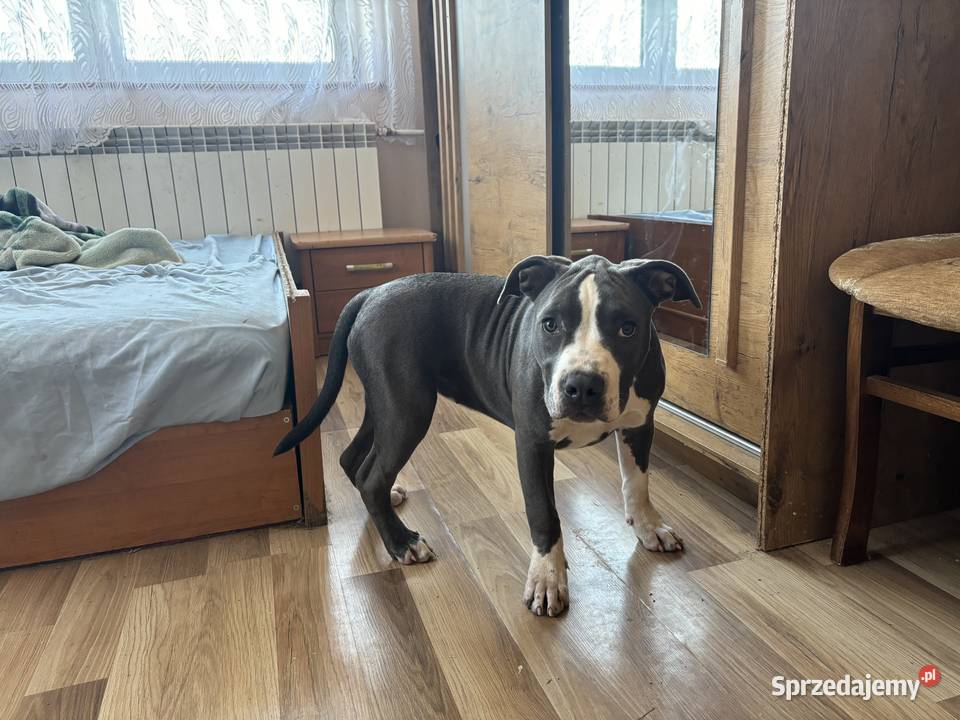 Suczka Amstaff blue American Staffordshire Załawcze