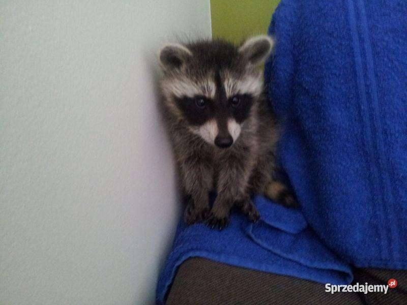 Cudowny malutki szopik szuka domu Warszawa