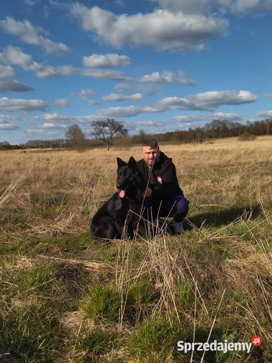 Owczarek niemiecki lubuskie Zielona Góra