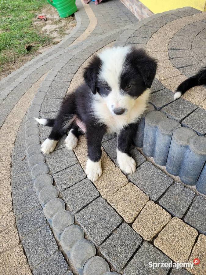 Border collie szczeniaki świętokrzyskie sprzedam