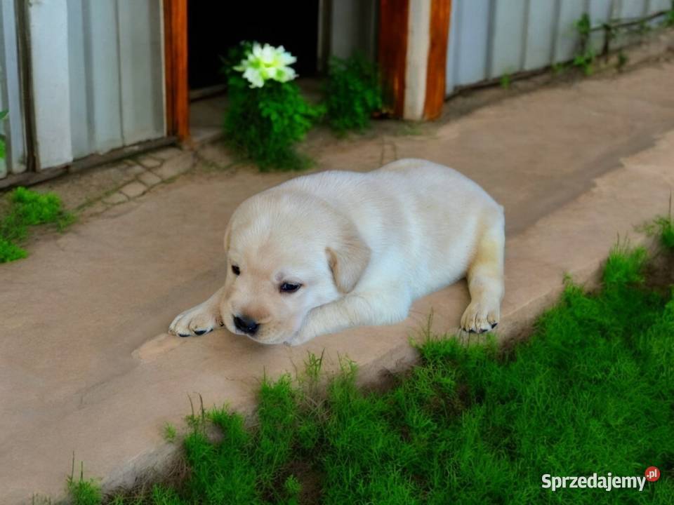 Szczeniaki Labrador Retriever biszkoptowe Labrador łódzkie