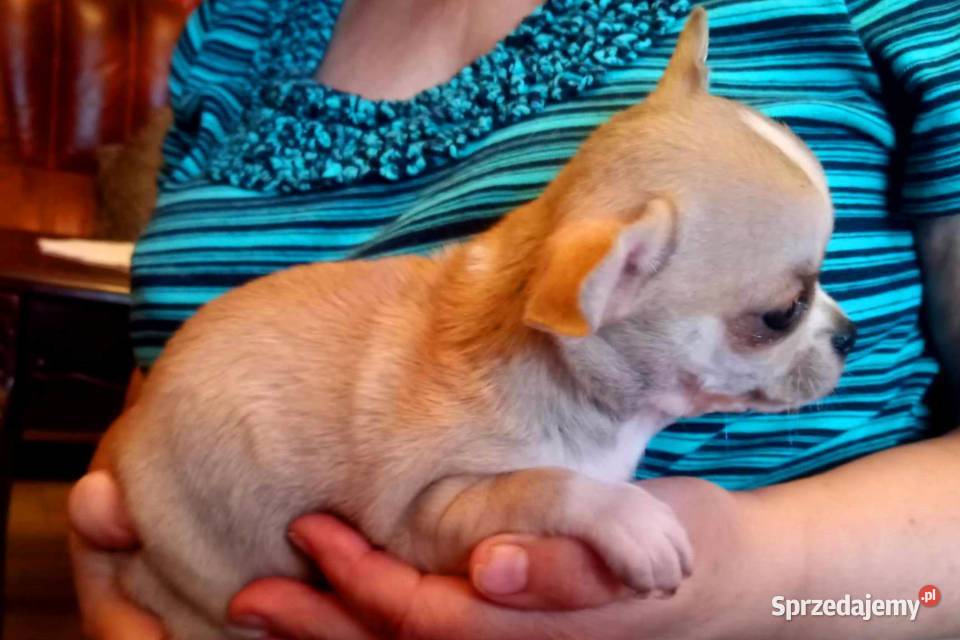 Chihuahua suczka biała i bezowa Jasienica Dolna sprzedam