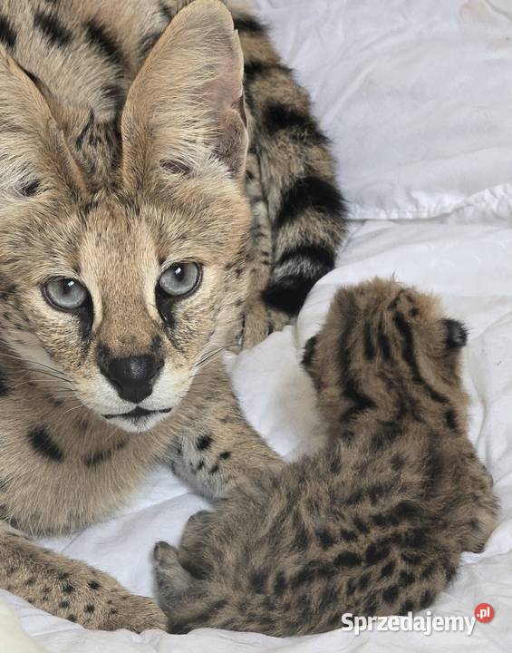 Serwal Afrykański sprzedam