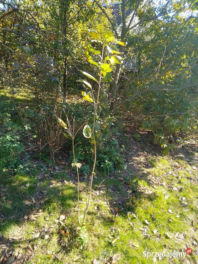 Sadzonki śliwy węgierki śliwy okrągłej czereśni Owocowe Huta Podłysica