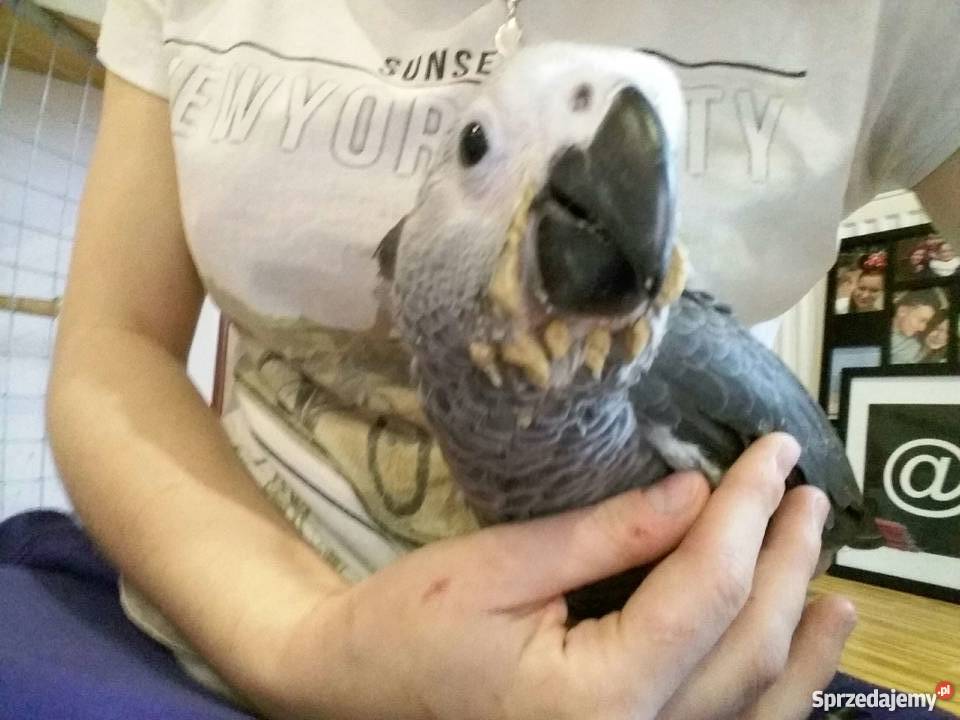 Żako Papuga Pozostałe Łódź sprzedam
