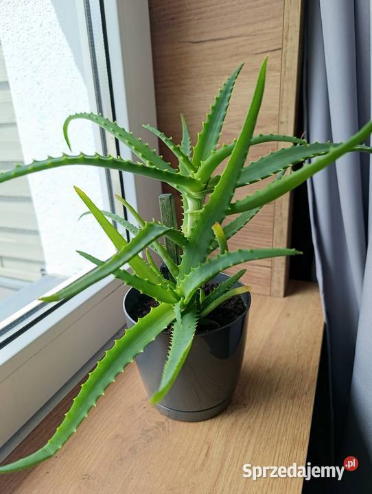 Aloes geranium anginka cytrynowiec Kraków