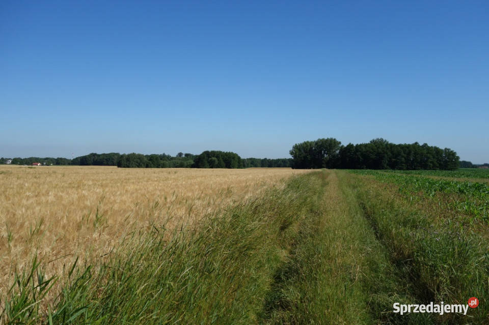 Skoczów Pruchna 115ha pod stadnine zabudowe lux Katowice sprzedam