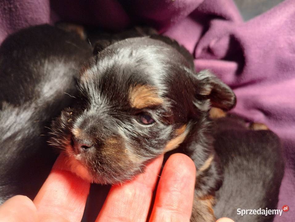 York Terirer Yorki York łódzkie Żychlin