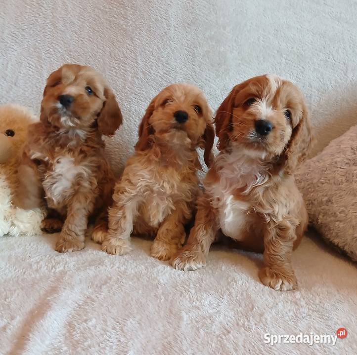 Cockapoo F1 suczki Pudel Cocker Spaniel Cocker Spaniel Toruń