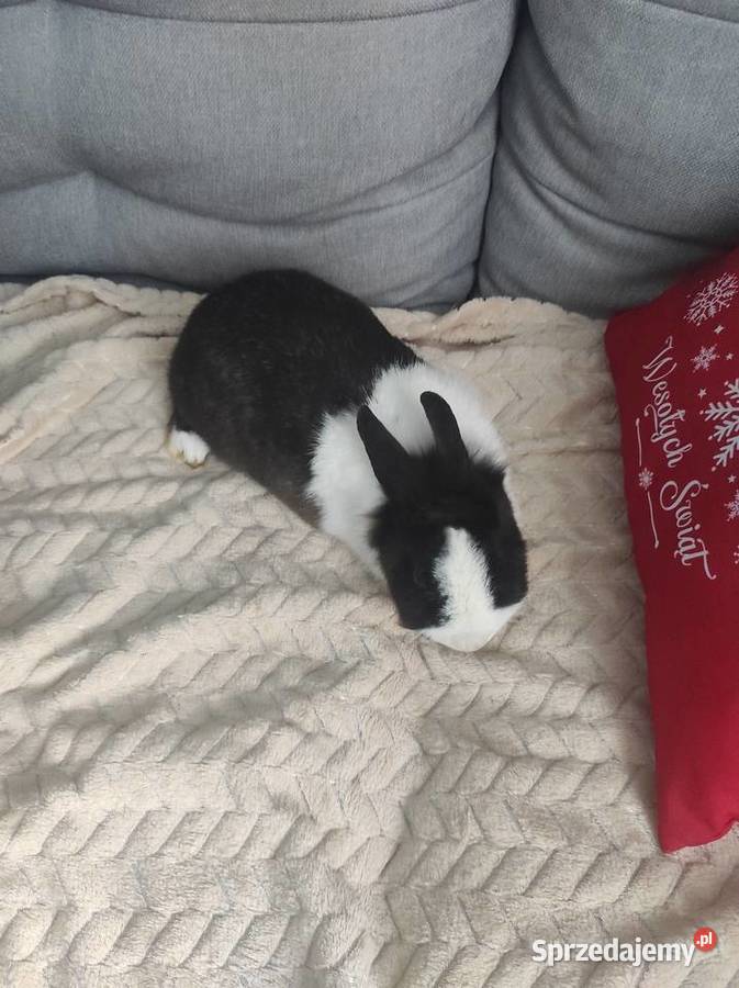 Królik miniaturka karzełek oddam Kozubszczyzna